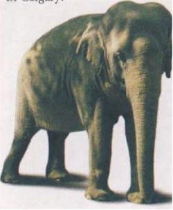 tmb elephant goes to fra