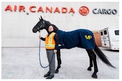 tmb 250 rcmp royal horse